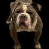 Olde English Bulldogge 