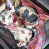 Sphynx kittens