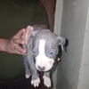 Bully/pitbull puppies for sale. Brooklyn nyc pickup only.