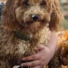 Miniature Poodle male 