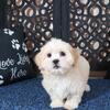 Milo Cream Teddy Bear (shih-tzu/bichon frise)