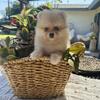 Pomeranian Puppy Male