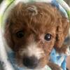 Adorable Golden Doodle Puppy