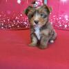 Yorkie female chocolate merle