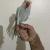 Tame female Indian Ringneck parrot