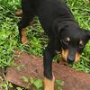 Akc registered doberman pinscher pup