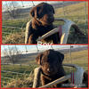Akc lab puppies