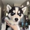 Husky Puppies