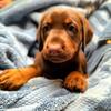 Doberman pinscher puppies
