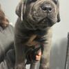 Cane Corso puppies