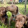 AKC Doberman pups