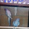 Indian ringneck avelable
