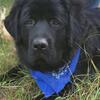 1 Tibetan Mastiff male available - 8 months