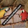 Scarlet & Blue and Gold Macaw Pair