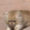 Orange male Persian kitten available 