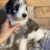 Aussiedoodle puppy