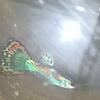 Guppies