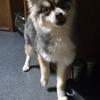 Rare Chance To Adopt A Pomsky! Free To Approved Adopters. Dont Wait Too Long