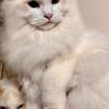 Ragdoll kittens available