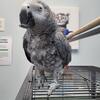 African Gray parrot Congo 