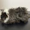 Lunkarya x Peruvian Guinea pig males