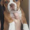 boston x Bulldog Puppies $950