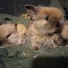 Mini Lionlops emotional support rabbits
