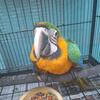 Camelot Macaw Hand fed Baby !!! Rare bird!!!  (Scarlet & Catilna Hybrid) 
