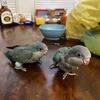 Baby Blue Quaker Parrots 