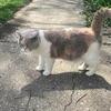 Lilac british shorthair