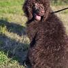 AKC Standard Poodle Female