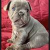 French Bulldog Puppies 