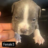 AMERICAN BULLY PUPPIES READY TODAY!! CHICAGOLAND AREA $400 OBO