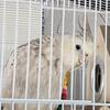 Cockatiel 
