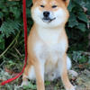 Shiba-inu male (castrated)