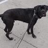 ASAP Rehoming 1 yr old male Cane Corso 