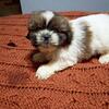 Shihtzu havanese mixed 