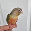 Tamed young green cheek conures