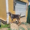 Nigerian dwarf doe 