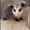 Looking for baby opossum 