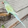 Indian Ringnecks birds available