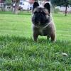Visual fluffy Frenchie stud AKC registered
