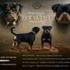 German Rottweiler Puppies 