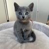 Russian Blue kitten for sale Indiana 