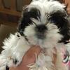 Shih Tzu puppy