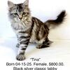 FEMALE Siberian Kitten DOB  04-15-25. PUREBRED, gorgeous, SPECIAL PRICE. AVAILABLE!