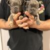 🚨 fluffy male frenchies 🚨