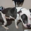 Puppy/Pitbull 
