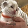 ON HOLD Orange collar Ragdoll Kats ravishing Ragdolls 