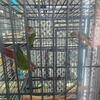 Sun conure pineapple 2 female and 1 male for breeding 